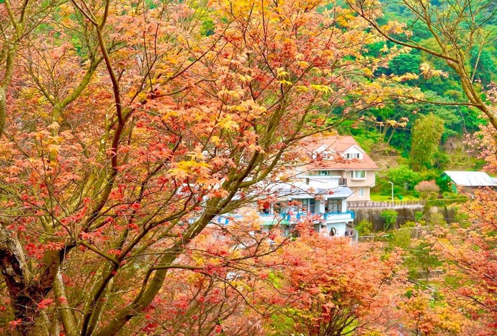 賞楓景點：台北奧萬大