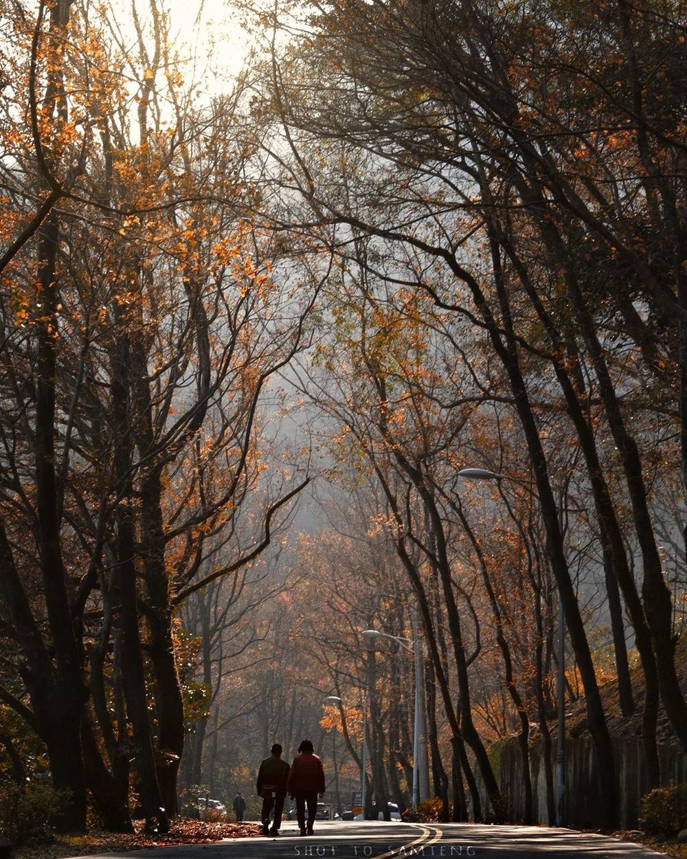 桃園賞楓景點：石門水庫 楓林步道