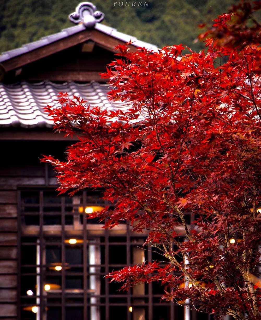 宜蘭賞楓景點：太平山國家森林遊樂區