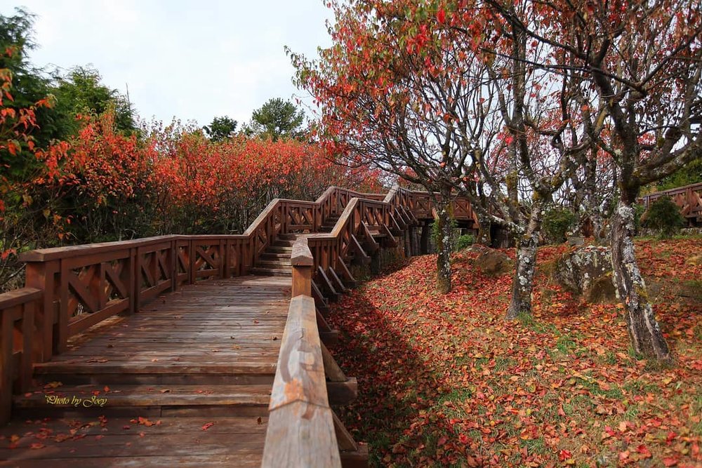 台灣賞楓去處：阿里山小笠原山 360 度觀景台