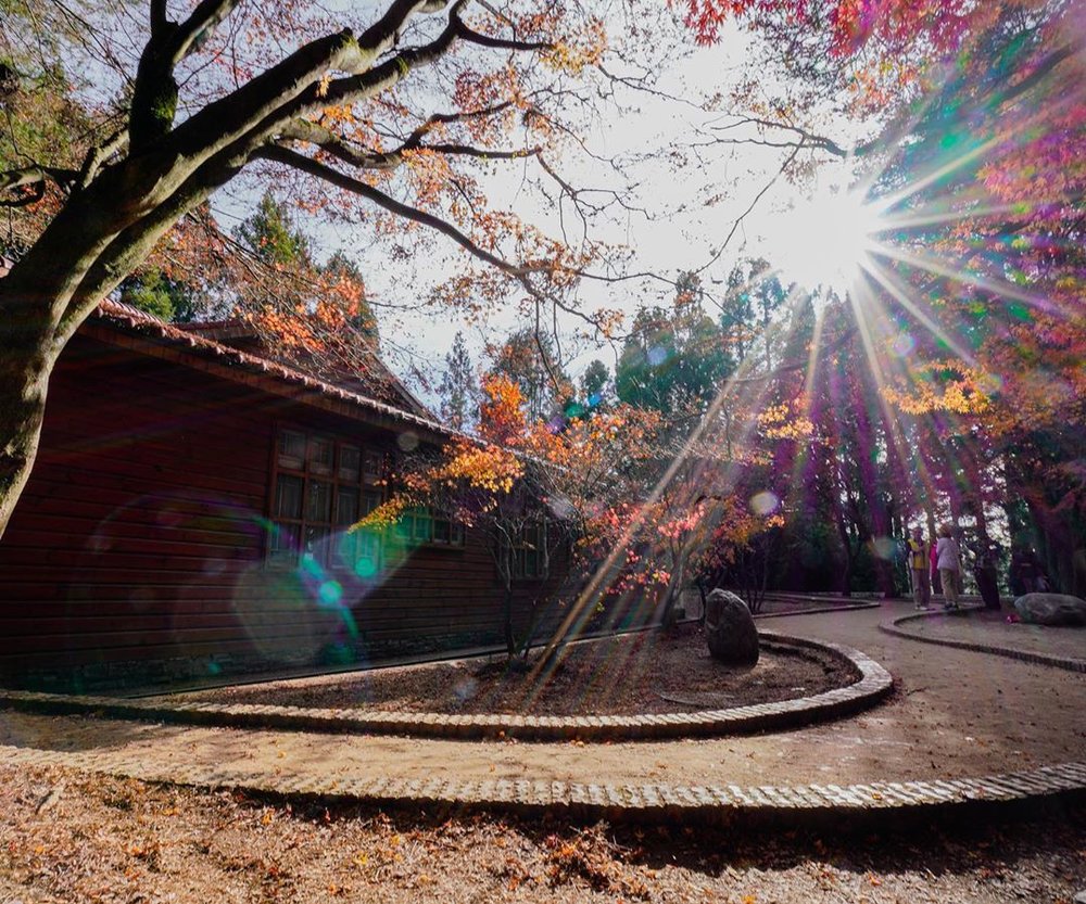 台中賞楓：福壽山農場