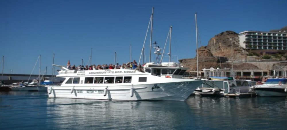 Dolphin Watching Gran Canaria