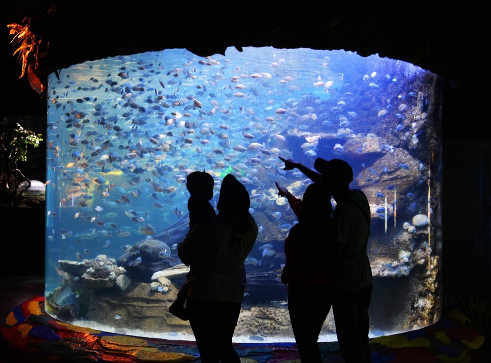 Piranha Aquarium Sea World Ancol