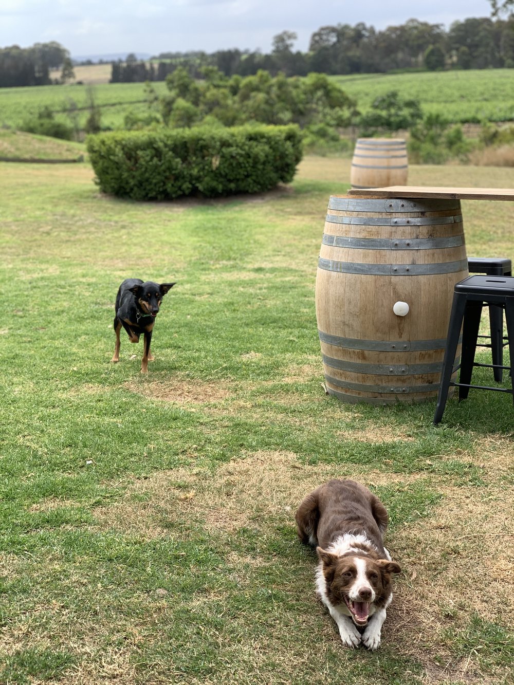 Swiss chocolate and wine pairing at Glandore Estate