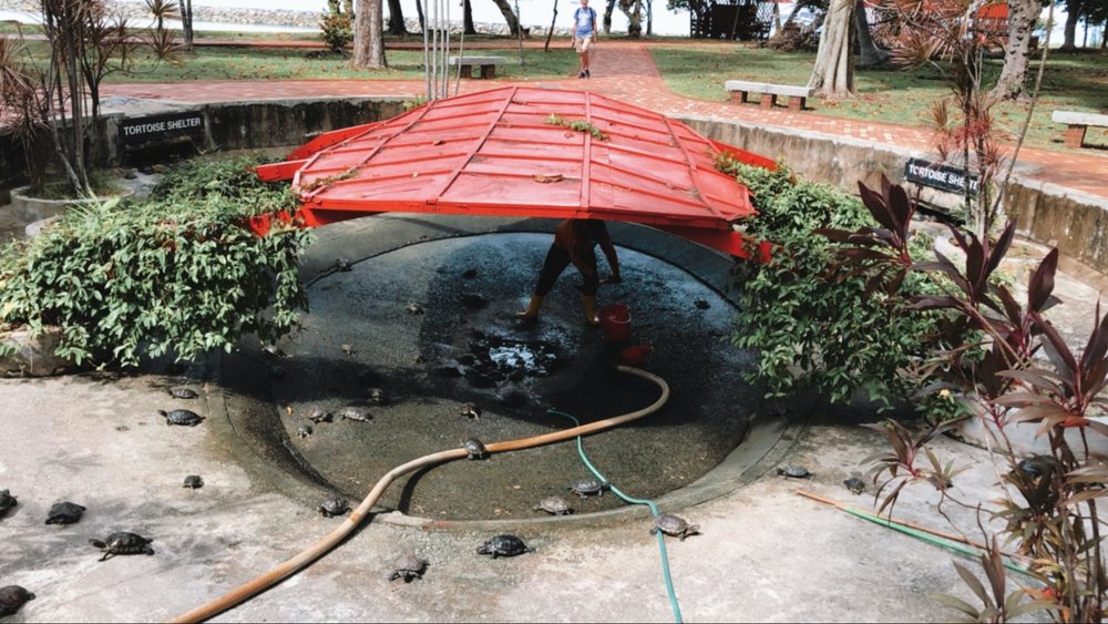 kusu island tortoise sanctuary