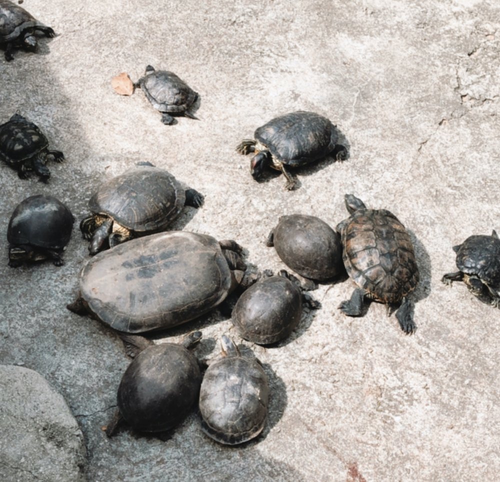 kusu island tortoise