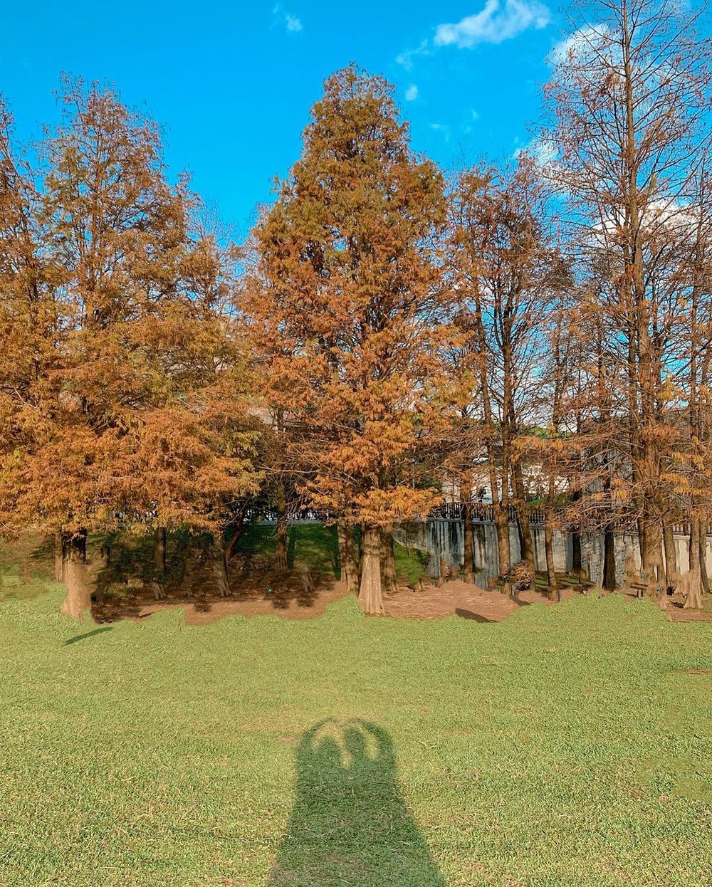 台北落羽松景點:大湖公園