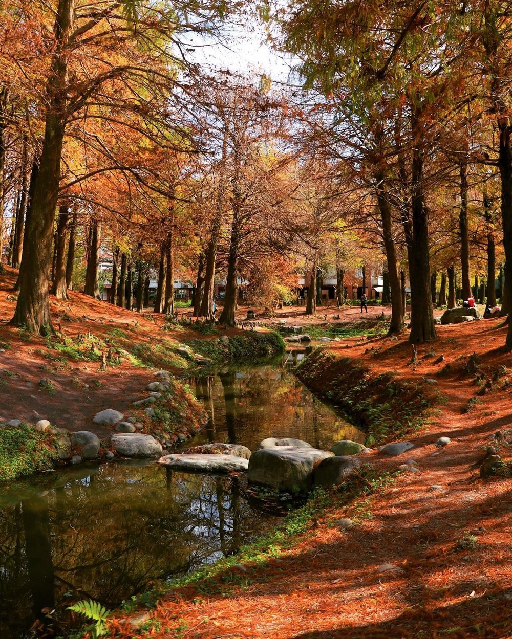 宜蘭景點:羅東運動公園 落羽松