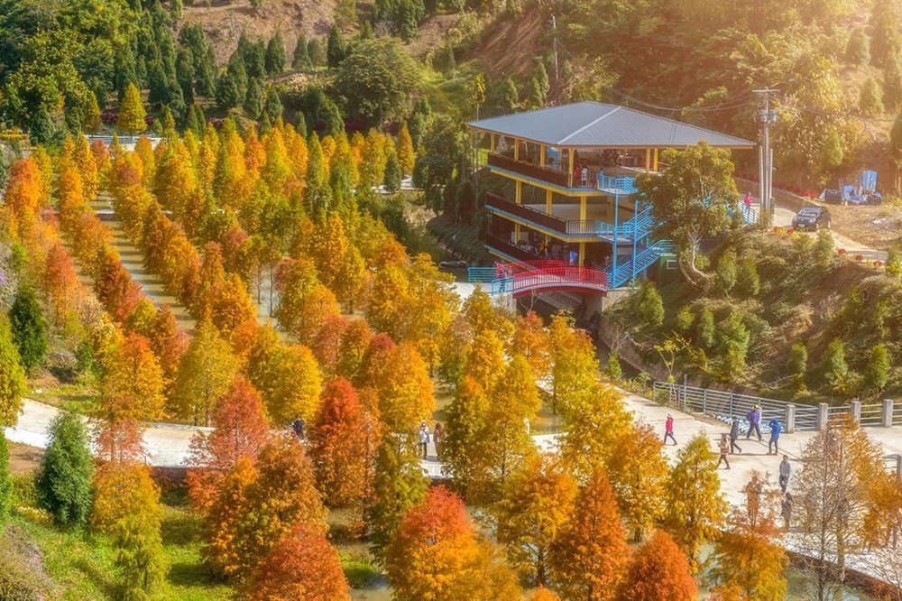 苗栗景點:落羽松景點:三灣落羽松秘境