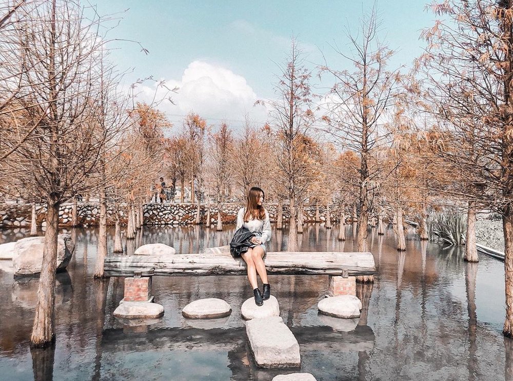 苗栗景點:泰安落羽松秘境