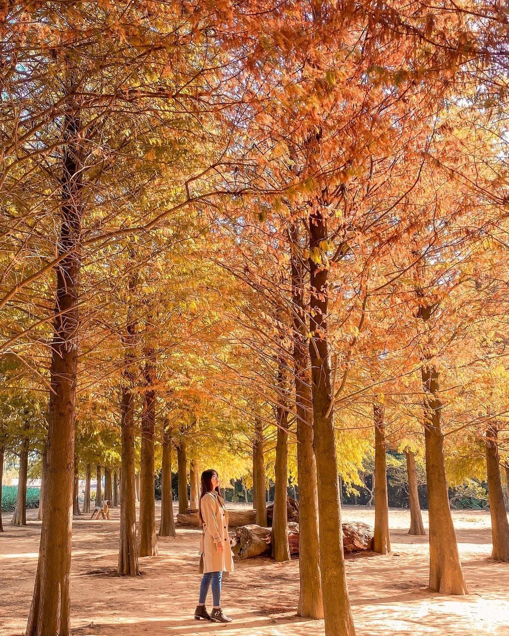 南投景點:139 縣道落羽松森林