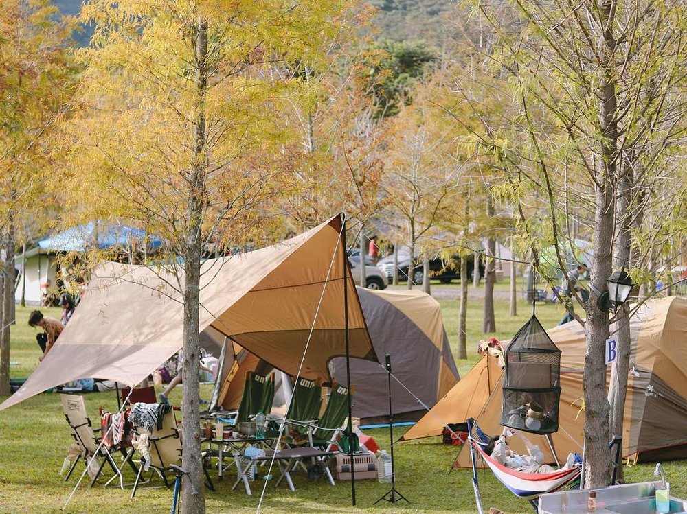 南投景點:川中島落羽松