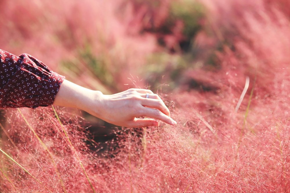 japan autumn flower field