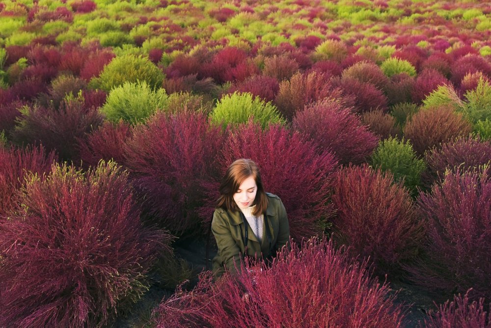 japan autumn flower field