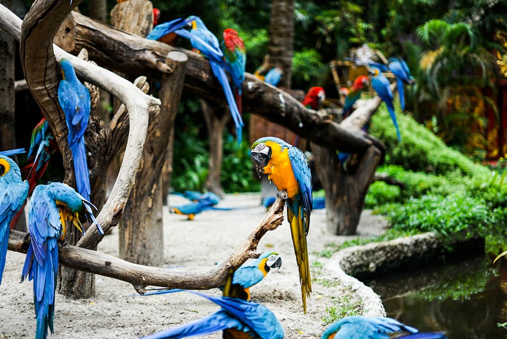 นกแก้ว ซาฟารีเวิลด์