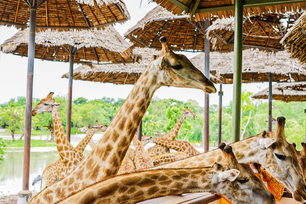 ยีราฟที่ซาฟารีเวิลด์ (Safari World)