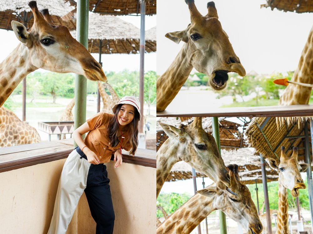 ให้อาหารยีราฟที่ซาฟารีเวิลด์ (Safari World)