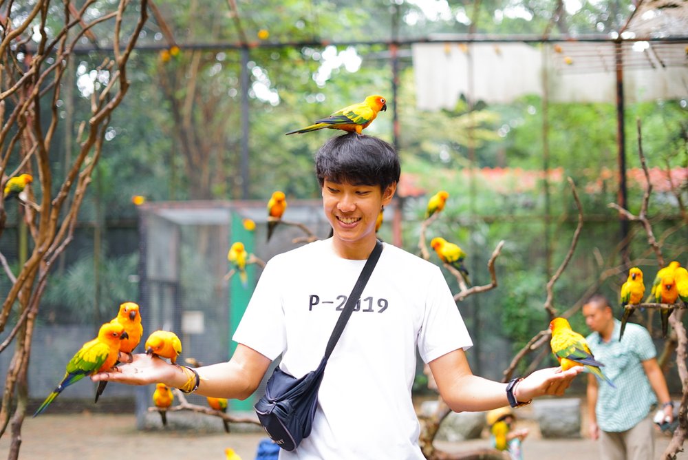 นกแก้วที่ Mini World