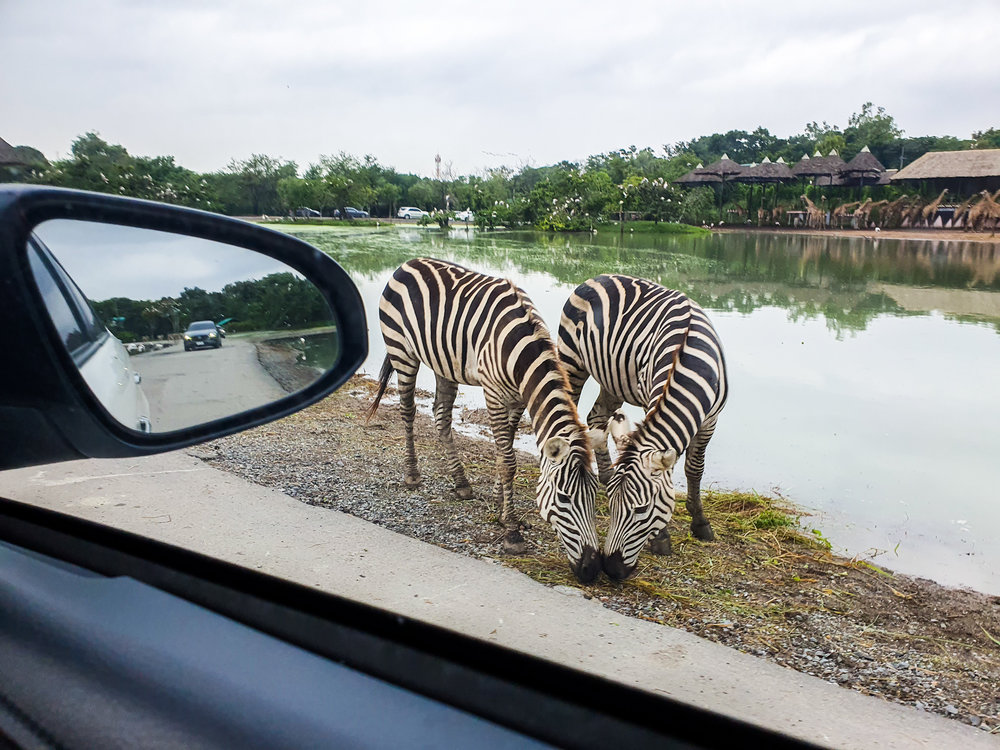 สวนสัตว์เปิดซาฟารีเวิลด์ (Safari World)