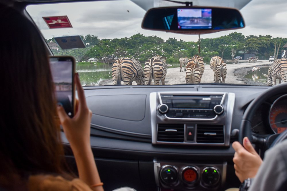 ขับรถชมสัตว์ที่ซาฟารีเวิลด์ (Safari World)