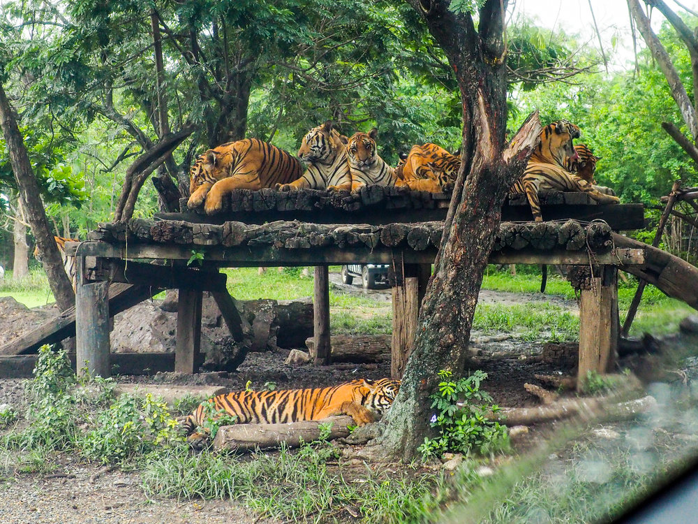 นั่งรถดูเสือที่โซน Safari Park