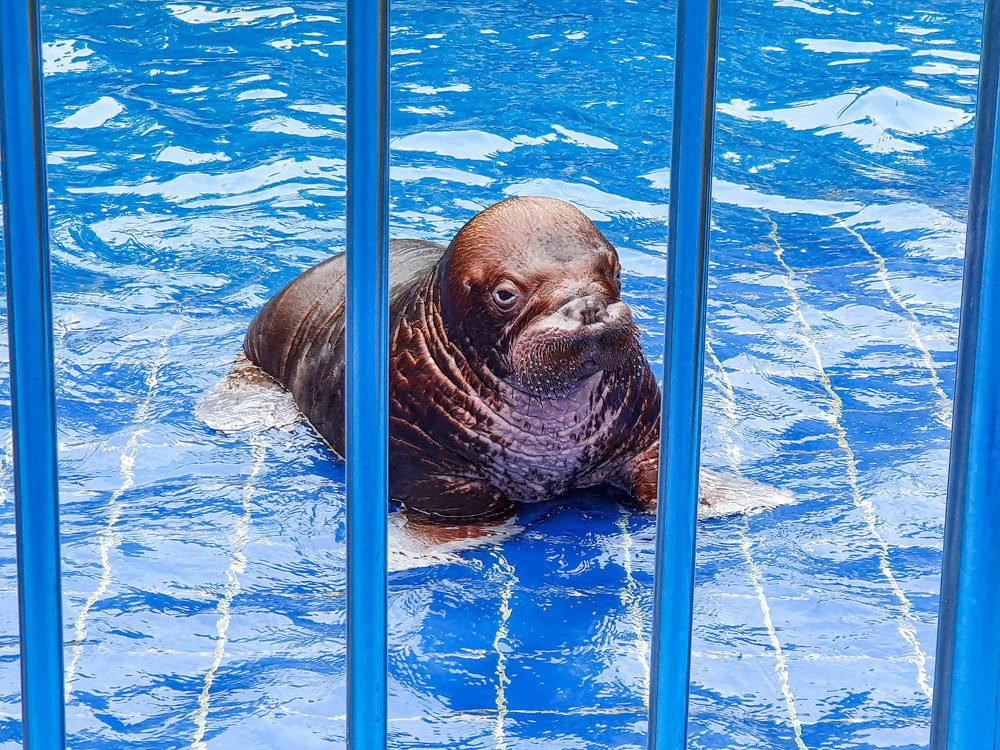 ลูกวอลรัสตัวแรกของอาเซียน