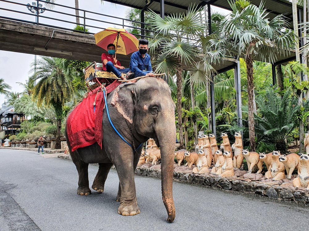 ช้างนำเที่ยวสวนนงนุช