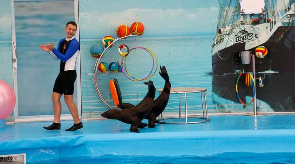 ชมโชว์แมวน้ำที่พัทยาดอลฟินาเรียม (Pattaya Dolphinarium)