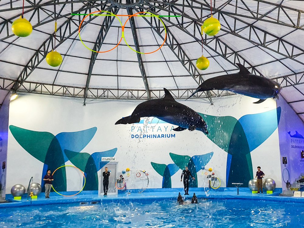 ตื่นตาตื่นใจไปกับโชว์โลมาสุดว้าวที่พัทยาดอลฟินาเรียม (Pattaya Dolphinarium)