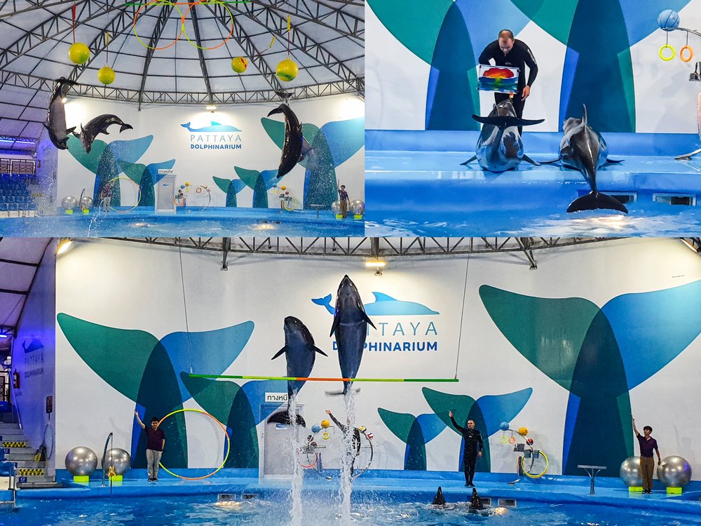 ร่วมชมโชว์โลมาที่ดีที่สุดในเอเชียที่พัทยาดอลฟินาเรียม (Pattaya Dolphinarium)