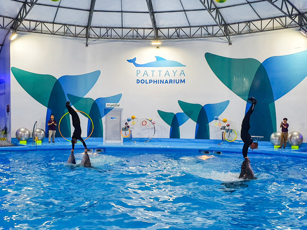 การแสดงจากผู้ฝึกสอนโลมาที่มากความสามารถ