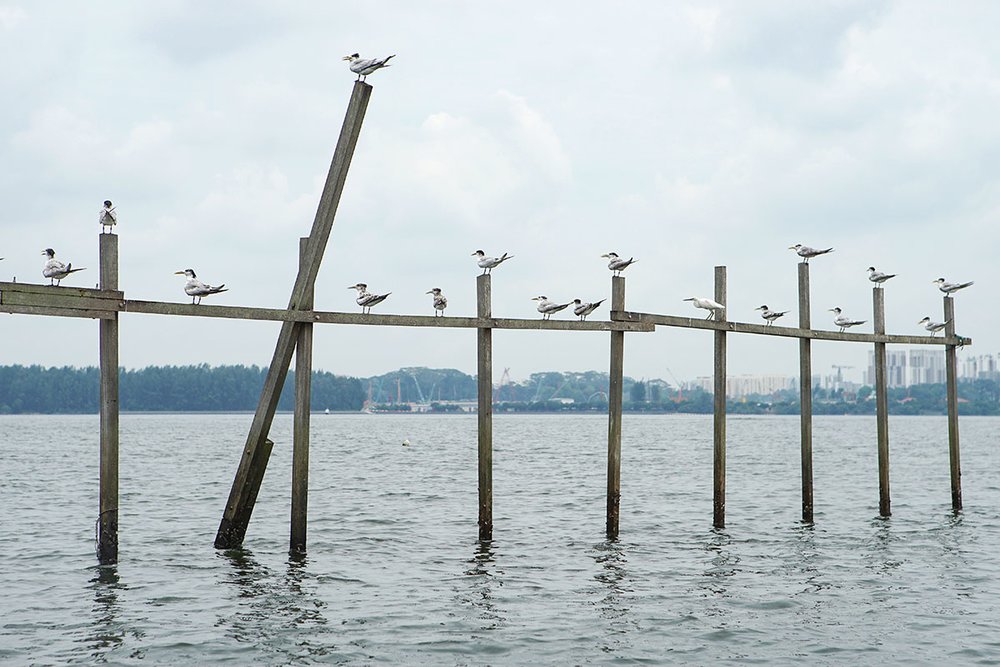 SG Last Kelong Birds Pulau Ubin & Kelong Private Boat Tour