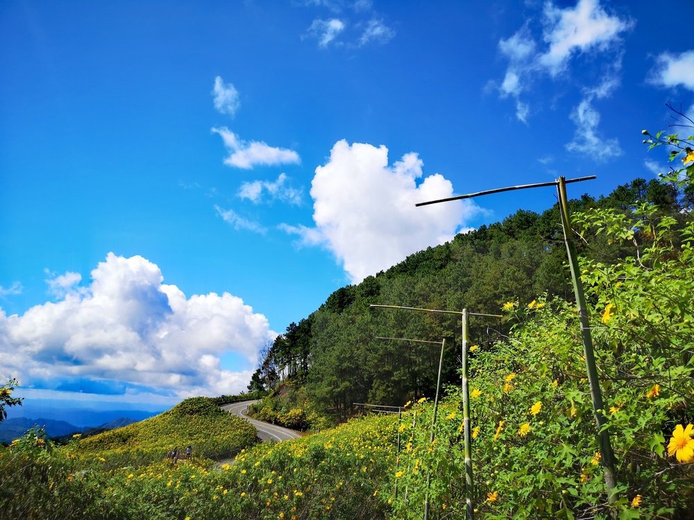 ทุ่งดอกบัวตอง ทุ่งดอกไม้ ภาคเหนือ