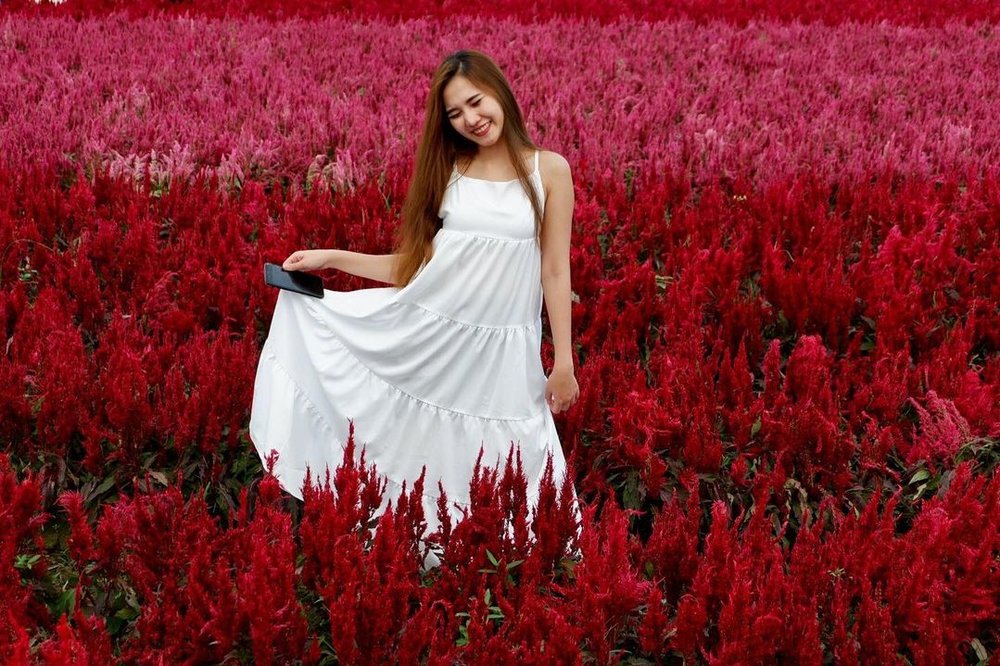 I love flower farm ทุ่งดอกไม้ หน้าหนาว เที่ยวเชียงใหม่