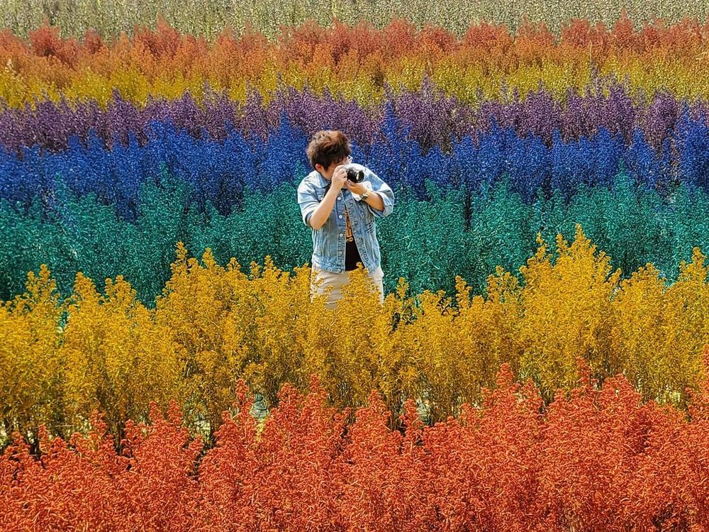 ทุ่งดอกไม้หน้าหนาว เชียงใหม่ 