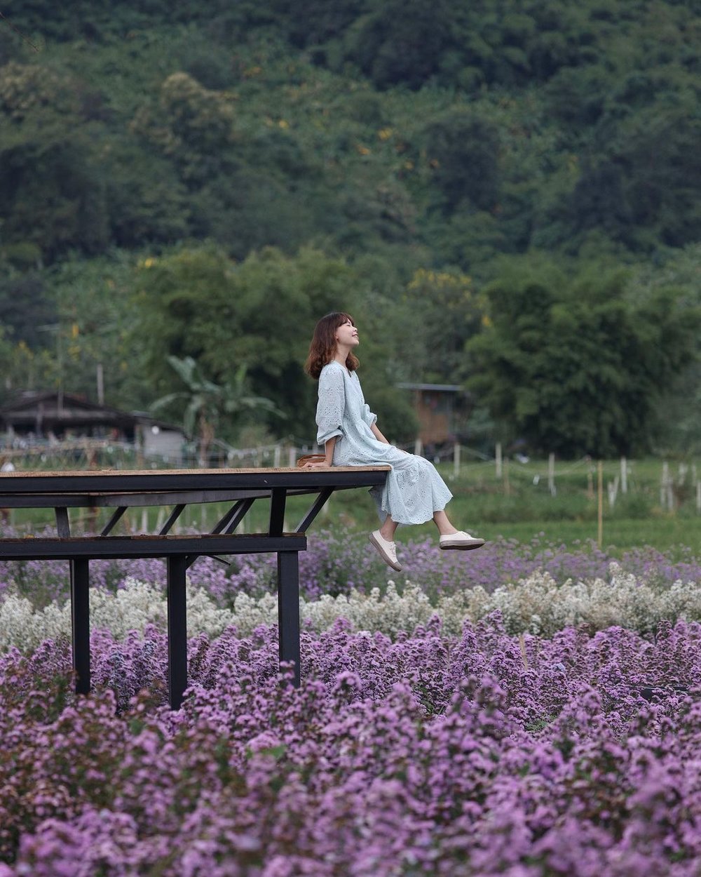 ทุ่งดอกไม้ หน้าหนาว Kuv Niam Forest เชียงใหม่