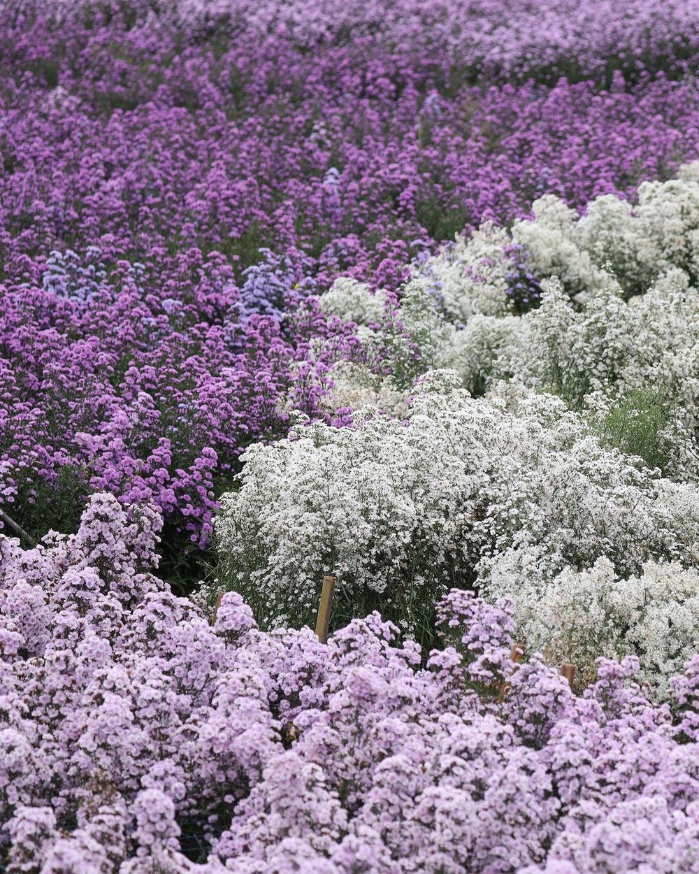 ทุ่งดอกมากาเร็ต หน้าหนาว เชียงใหม่