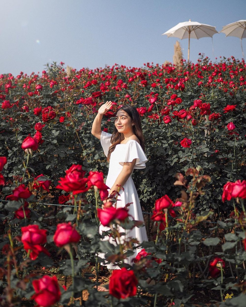 ทุ่งดอกไม้ ภาคเหนือ กุหลาบ