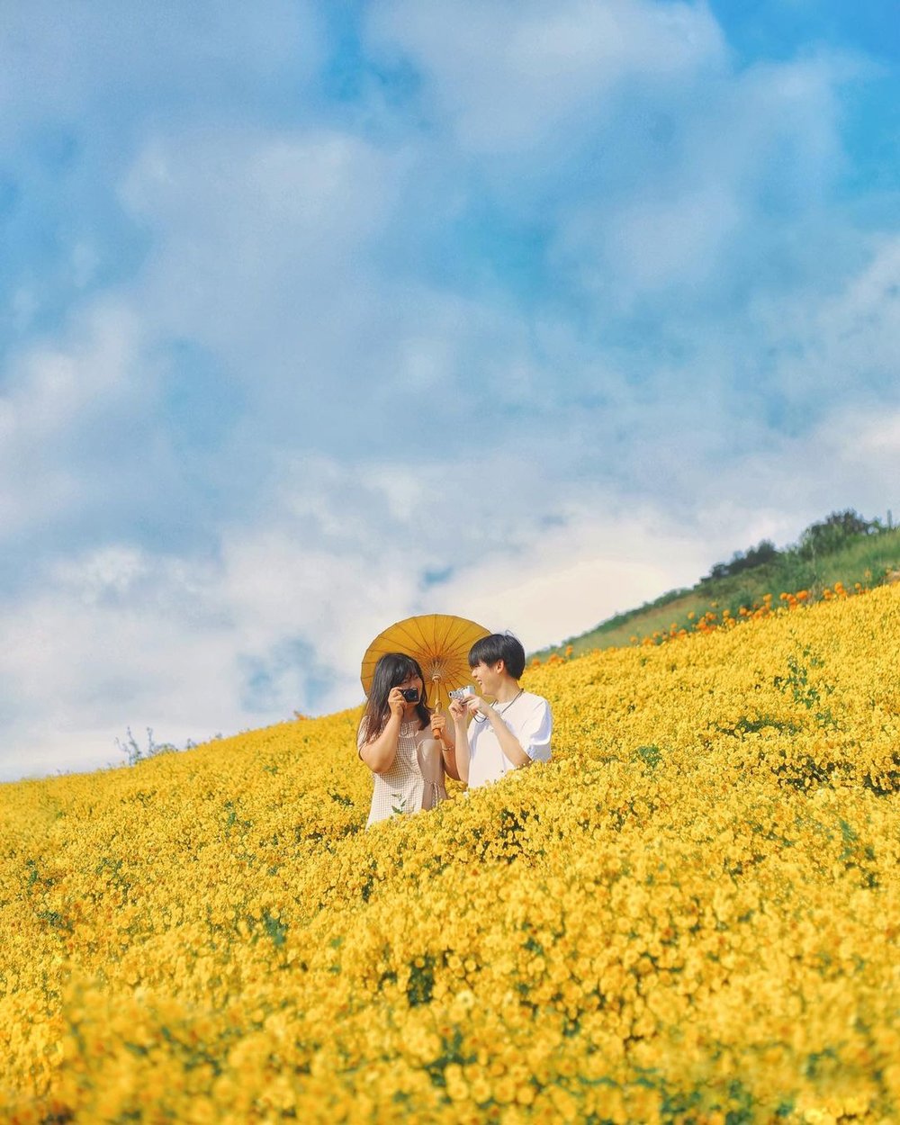 ทุ่งดอกไม้ ภาคเหนือ ดอกเก๊กฮวย