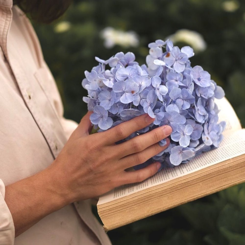 ทุ่งดอกไฮเดรนเยียขุนแปะ เชียงใหม่