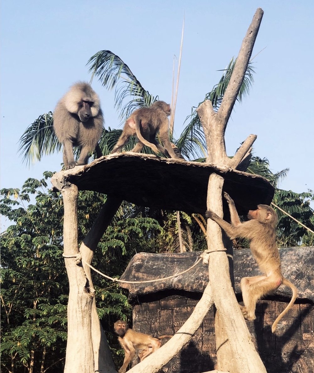 Rahmat Zoo and Park Medan 2