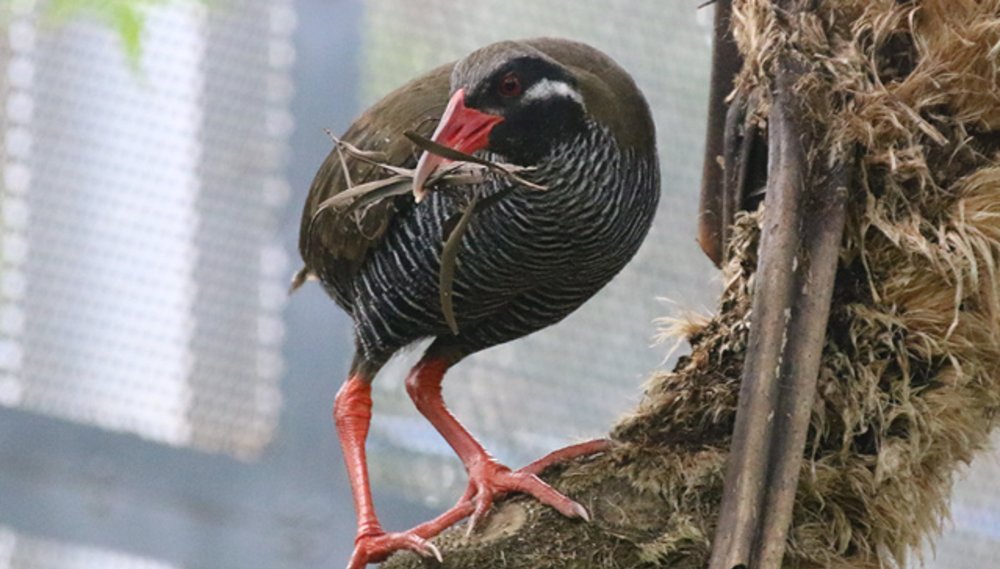 ヤンバルクイナ生態展示学習施設 クイナの森