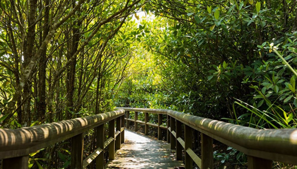 東村 ふれあいヒルギ公園