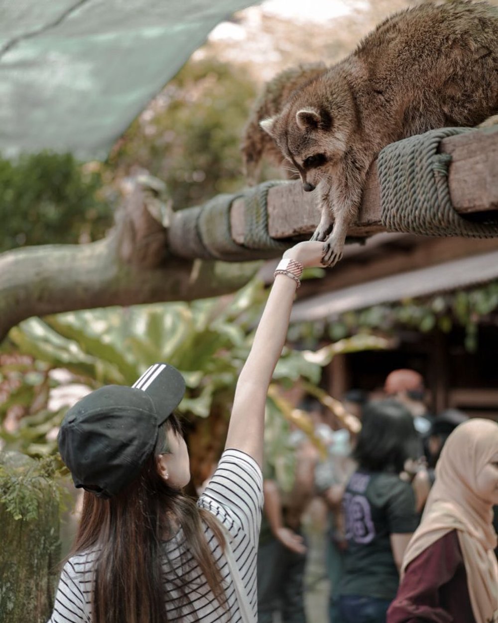  "Exploring the Joys of the Petting Zoo: A Family-Friendly Adventure"