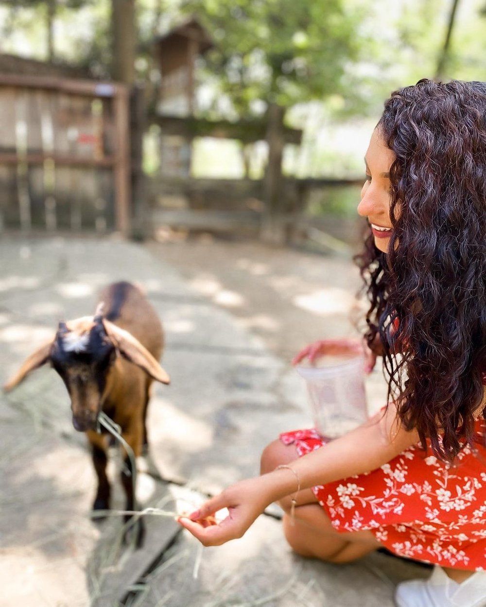 Farm In The City This Petting Zoo Lets You Befriend Alpacas Raccoons   B5kfe9knyzgzbm1ezitl 