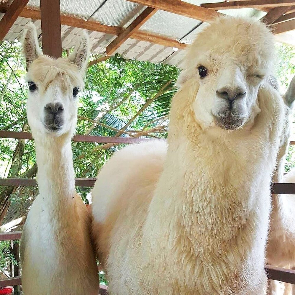 seri kembangan farm in the city selangor alpaca klook my