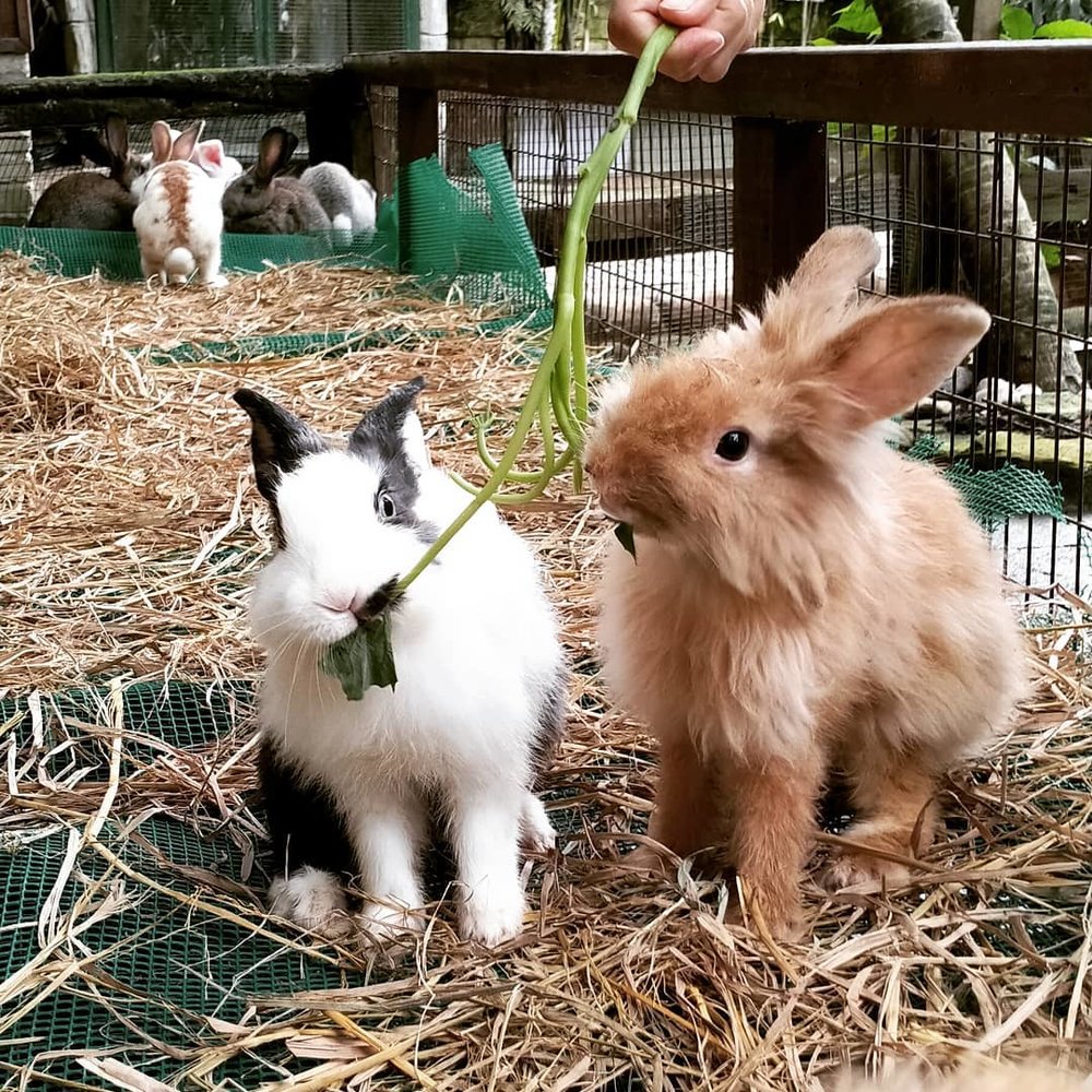 farm in the city seri kembangan kl malaysia zoo