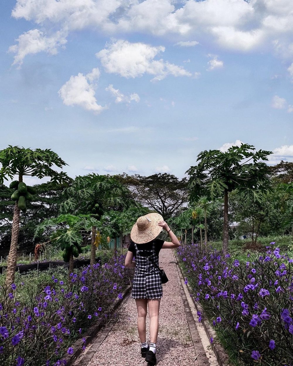 zenxin organic farm kluang johor