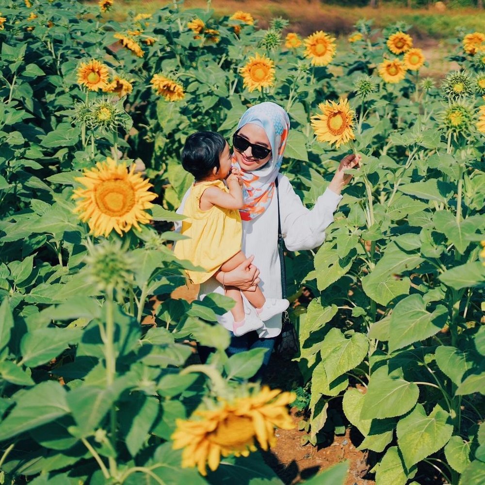 Snake And Reptile Farm perlis sunflower field