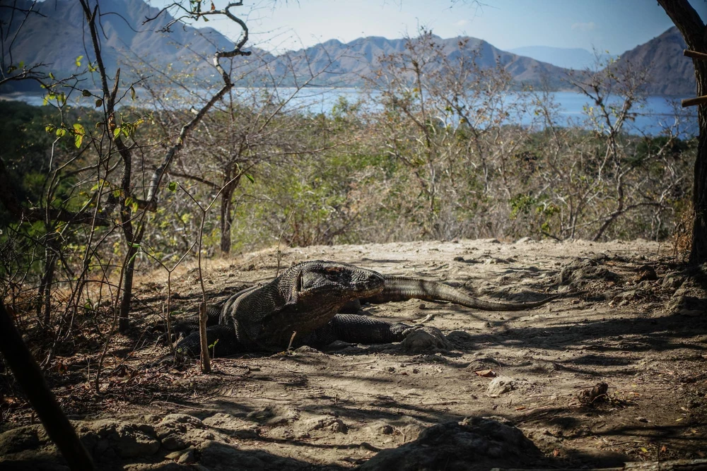 Komodo on Komodo Island, Nusa Tenggara Timur